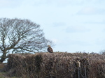 FZ011891 Buzzard (Buteo buteo) in hedge.jpg